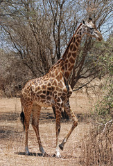 Giraffe Lifting Its Leg