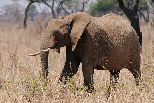 Eliphant In Tarangire N.P.