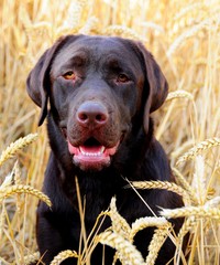 chocolate labrador puppy in a field of corn