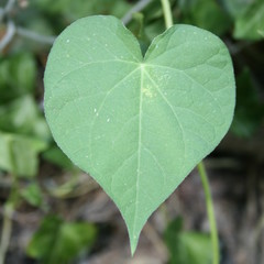 feuille en coeur ipom&eacute;e