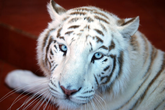 Tigre blanco