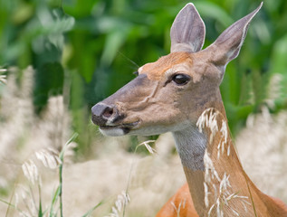 White-tailed Deer