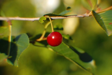 cherry