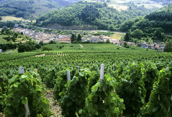 beaujolais