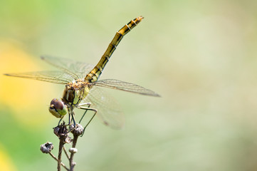 Dragonfly