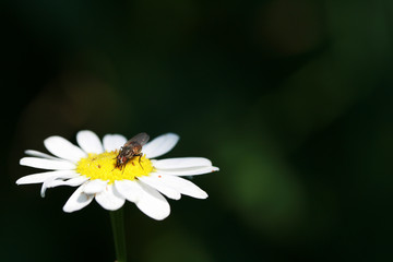 Obraz premium fly sits on a camomile
