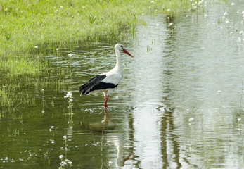Stork standing in a little pond