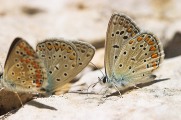 Close-up of three butterflies on a stone