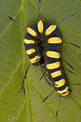 Back and yellow caterpillar on leaf