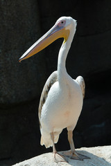 Pelican