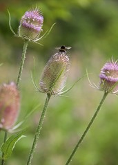 Teasel Seedheads and a Bumblebee