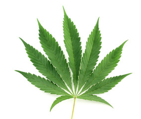 Hoja cannabis