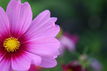 Obraz premium Blütenzauber