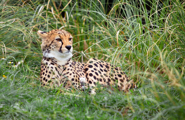 Young Cheetah