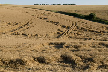 Champ de céréales versé 3196