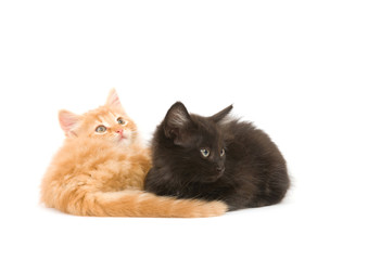 Two kittens relaxing