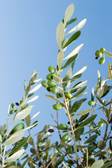 Fresh organic olive branch