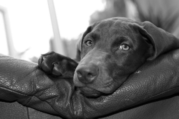 weimaraner x Doberman