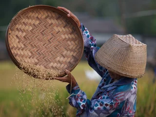 Sierkussen Vrouw oogst rijst © Winfried Rusch