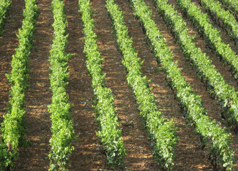Fototapeta na wymiar dalmatian vineyard