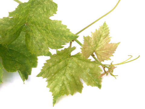 jeune tige de vigne