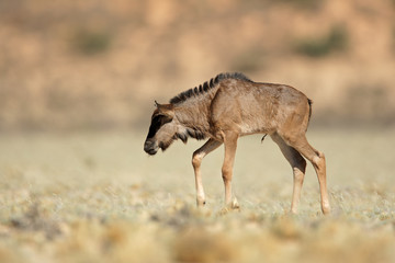 Newborn blue wildebeest calf, Kalahari desert, South Africa