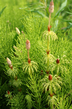 pousse de pr&eacute;le