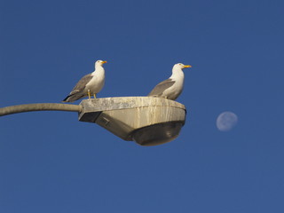 Gaviotas sobre la farola con la luna al fondo