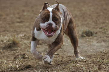Bulldogge