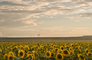 Fototapeta premium Sunset over the sunflowers field