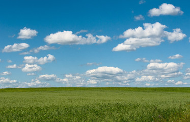 Fototapeta premium green field with blooming flowers and blue sky