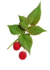 raspberry