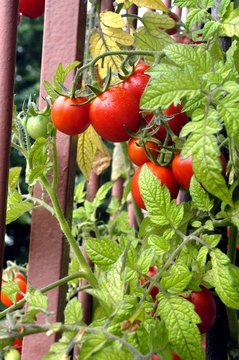 Pieds de tomates sur un balcon