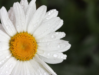 Fototapeta premium Flower