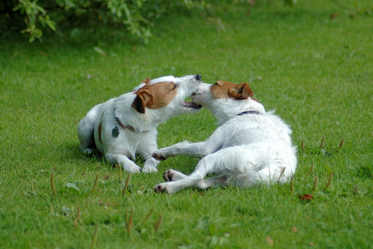 Parson Jack Russell Terrier Friends