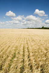wheat field and blue sky