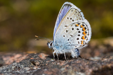 The butterfly