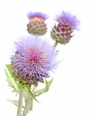 blooms of Cynara cardunculus Cardoon Artichoke Thistle