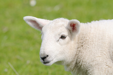 bébé mouton