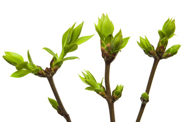 green leaves