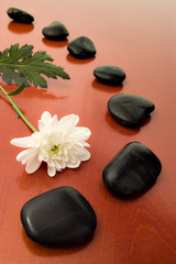 flower and black stones