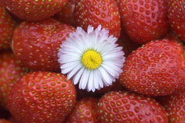 Strawberry.
