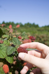 Tayberry picking