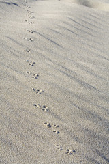 Fototapeta na wymiar Bird footprints