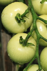 Green tomatoes