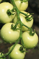 Green tomatoes