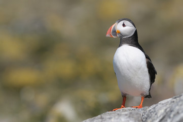 puffin