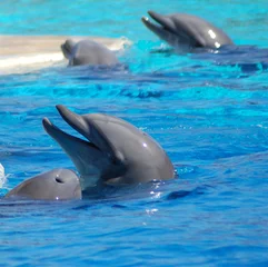 Foto auf Alu-Dibond Delfine im Oltremare-Park © stefano salemi