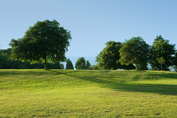 Lawn and tree