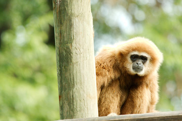 MOnkey looking into camera